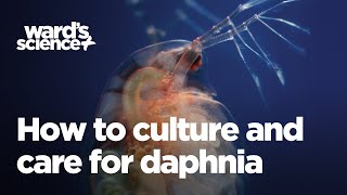 Caring and Culturing for Daphnia [upl. by Adiazteb838]