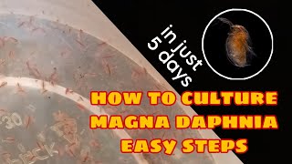 How to Culture Magna Daphnia Easily [upl. by Netsruk579]