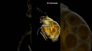 How to culture Daphnia for your Aquarium [upl. by Tihom263]