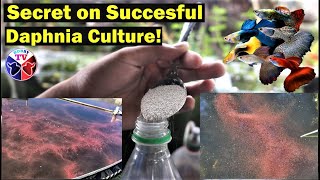 How to Culture Daphnia Successfully [upl. by Megan]