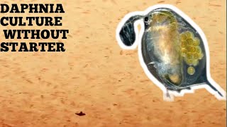 HOW TO CULTURE DAPHNIA NATURALLY WITHOUT A STARTER [upl. by Enylecoj]