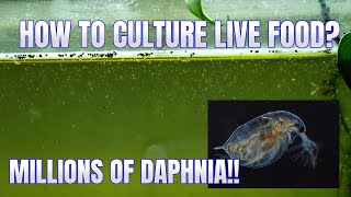 How to Culture Daphnia Secret Method to Breed MILLIONS  Simply Aquatic [upl. by Parke]