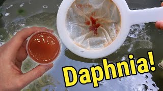 How I Culture Daphnia In Outdoor Tubs [upl. by Oinotla269]