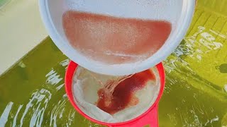 How to culture daphnia  Daphnia culture  How to grow daphnia outdoor [upl. by Orianna941]