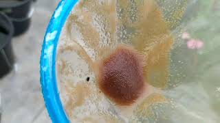 How to culture daphnia moina in a small container Part 1 English Subtitle [upl. by Asemaj]