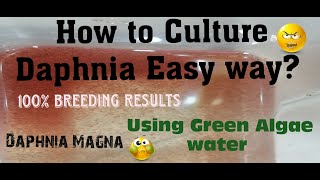 Daphnia MagnaHow to Culture Daphnia Easy wayCulturing Daphnia using Green water Daphnia [upl. by Gnaht]