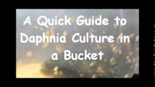 How to culture daphnia outside [upl. by Chariot]