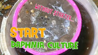 How to culture daphnia moina the easy way 1  Starting the Daphnia culture [upl. by Anallij]