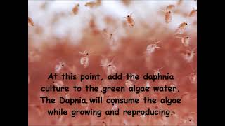 Daphnia  How to grow daphnia in your home [upl. by Arykat]