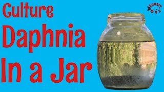 How to Culture Daphnia in a Jar [upl. by Eanerb]