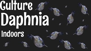 How to Culture Daphnia [upl. by Iong280]