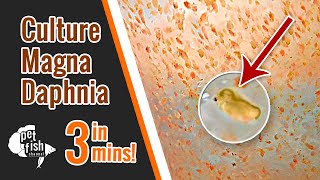 How to culture DAPHNIA MAGNA  The easy way [upl. by Einnaffit]