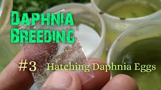 Daphnia Culture made simple and easy 3  Hatching Daphnia eggs [upl. by Craig]