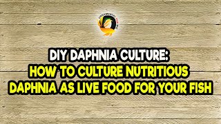 DIY Daphnia Culture How to Culture Nutritious Daphnia as Live Food for Your Fish [upl. by Dulcine868]