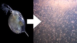 How I Culture Daphnia [upl. by Gula947]