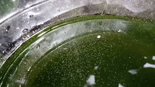 DAPHNIA MOINA CULTURE IN A SMALL BUCKET [upl. by Peatroy]