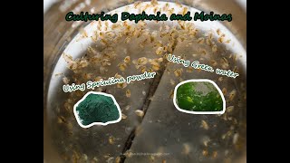 How To Culture Daphnia and Moinas using Green Water Spirulina powder [upl. by Armando]