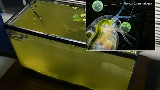 Raising Daphnia for the Freshwater Aquarium [upl. by Radley]