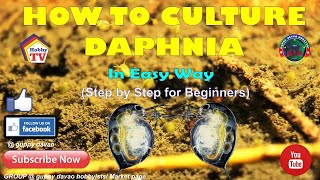 HOW TO CULTURE DAPHNIA In Easy Way [upl. by Alexandria]